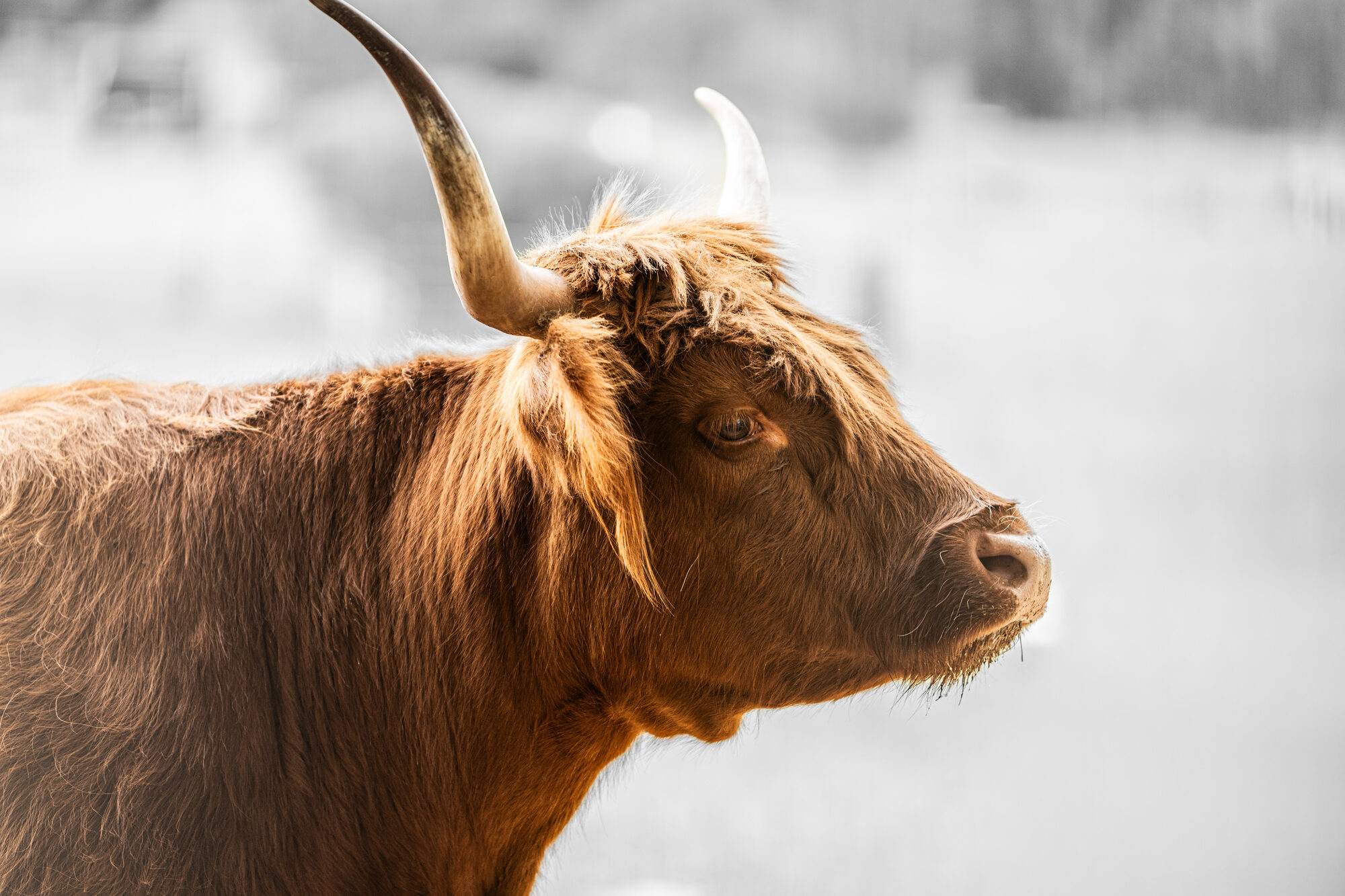 Meet Our Highland Cattle