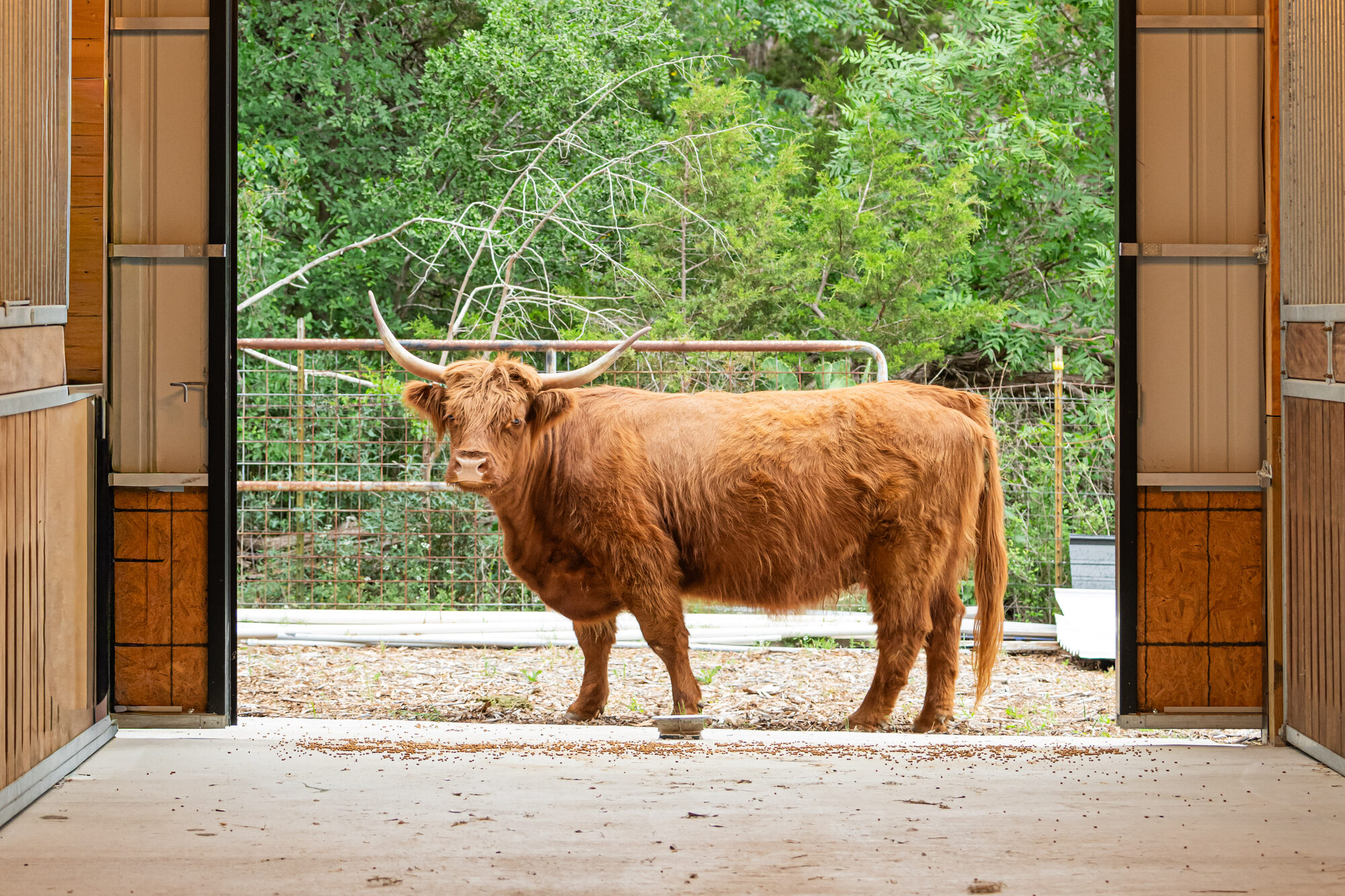 Highland cow standing beneath the barn chandelier