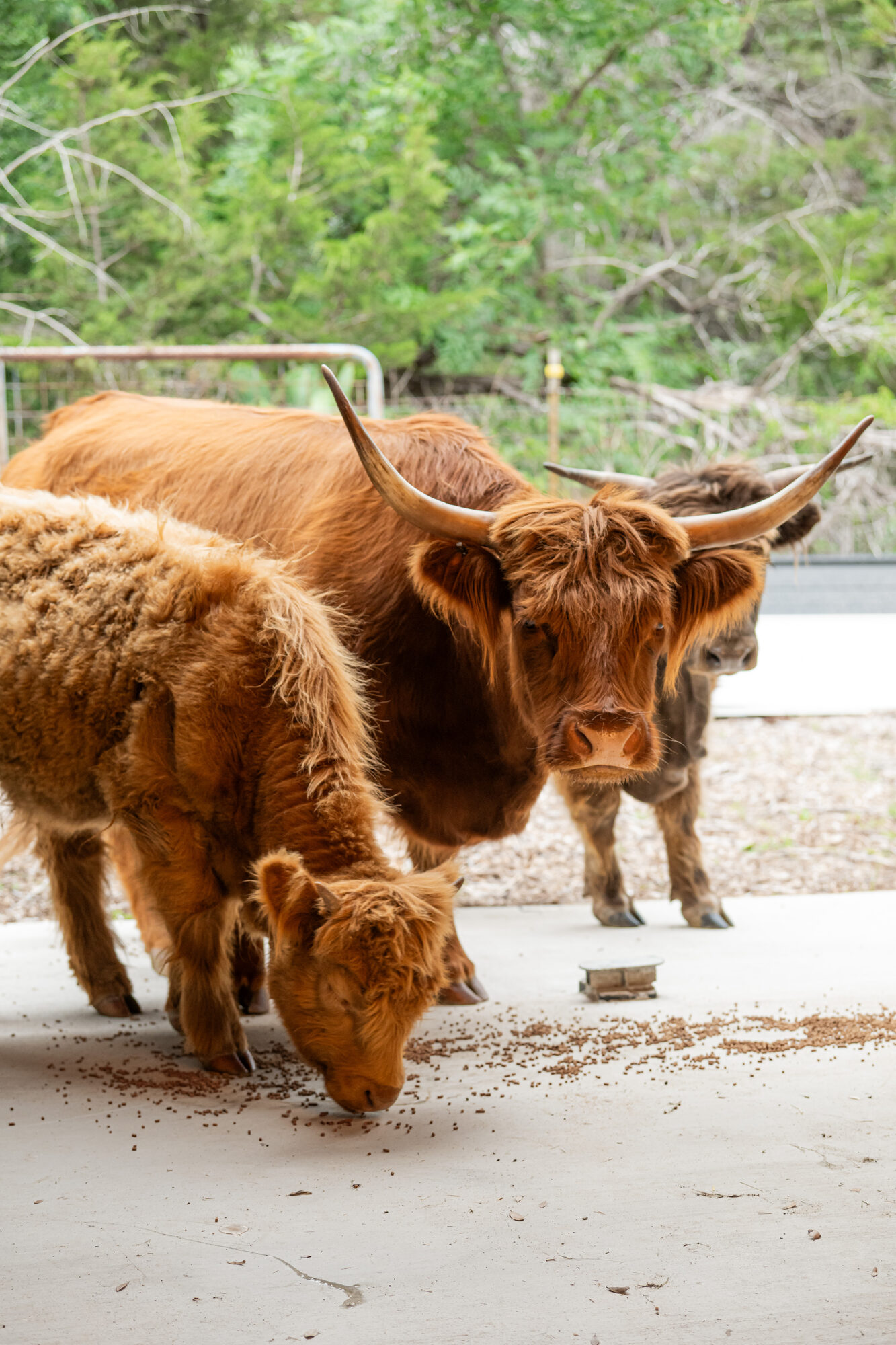 Highland cow and calf at the ranch barn
